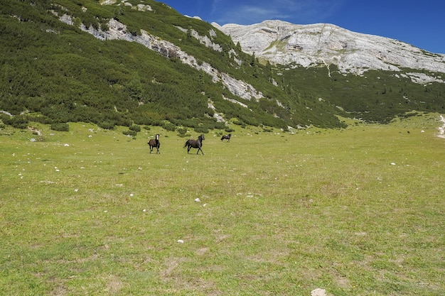 cavalli sull'erba nel panorama di sfondo montagne dolomiti