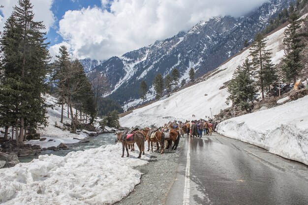 cavalli sulla montagna di neve in Kashmir India