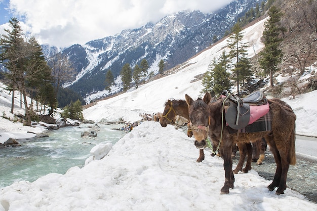 cavalli sulla montagna di neve in Kashmir India