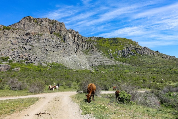 Cavalli sullo sfondo di antiche montagne calcaree alte arrotondate in una foschia d'aria Demerdzhi Crimea