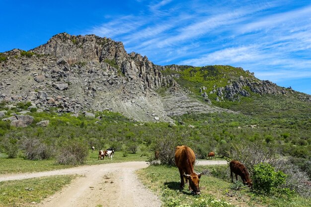 Cavalli sullo sfondo di antiche montagne calcaree alte arrotondate in una foschia d'aria Demerdzhi Crimea