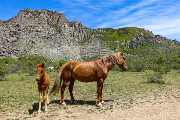 Cavalli sullo sfondo di antiche montagne calcaree alte arrotondate in una foschia d'aria Demerdzhi Crimea