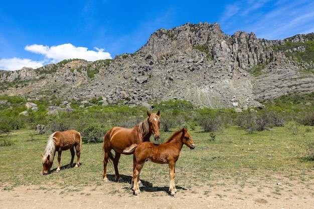 Cavalli sullo sfondo di antiche montagne calcaree alte arrotondate in una foschia d'aria. Demerdzi. Crimea.