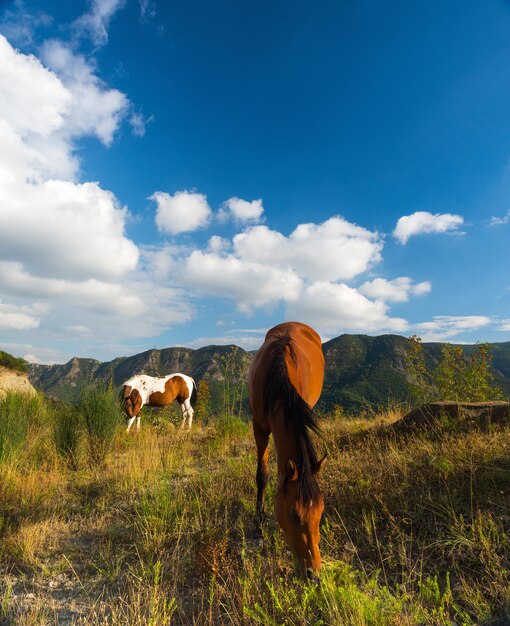 Cavalli sullo sfondo di bellissime montagne della Georgia