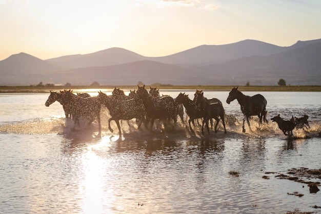 Cavalli Yilki che corrono in acqua Kayseri Turchia