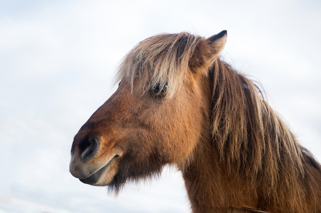 Cavallo a Reykjavik, Islanda. Muso di cavallo con criniera marrone all'aperto. Animale domestico sulla natura. Veterinario e concetto veterinario.