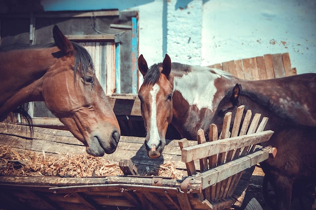 Cavallo a tre museruola che mangia carri di fieno, filtro vintage