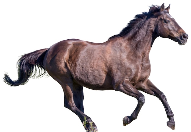 Cavallo al galoppo in una giornata limpida