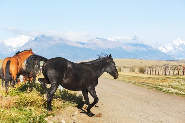 Cavallo al pascolo in Cile, Sud America