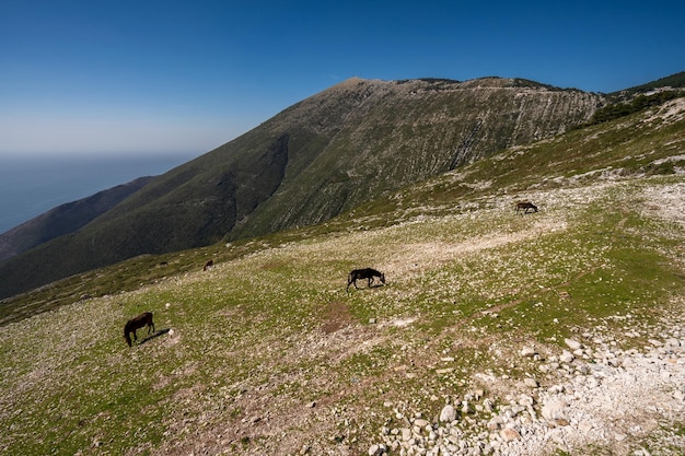 Cavallo al pascolo in cima alla montagna con un mare sullo sfondo