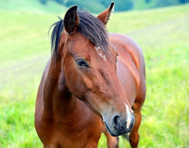 Cavallo al pascolo in estate in montagna