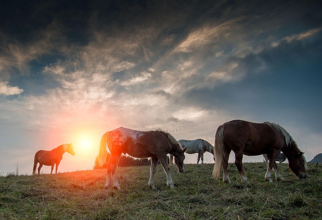 Cavallo al pascolo in montagna al tramonto