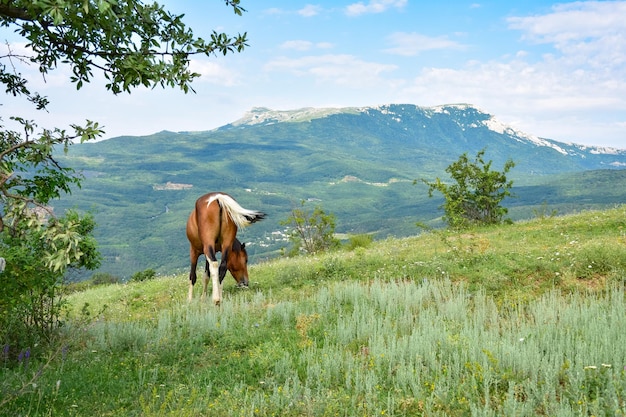 Cavallo al pascolo in montagna cavallo marrone cavallo marrone mangiare erba