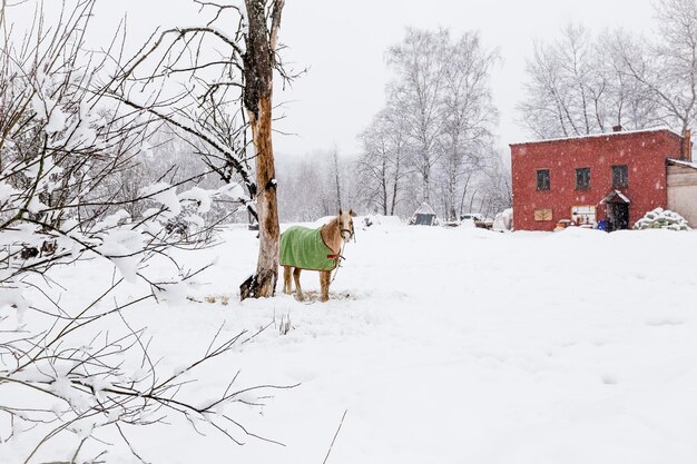 Cavallo al pascolo in un campo invernale indossando un tappeto per proteggersi dalle intemperie.