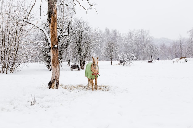 Cavallo al pascolo in un campo invernale indossando un tappeto per proteggersi dalle intemperie.