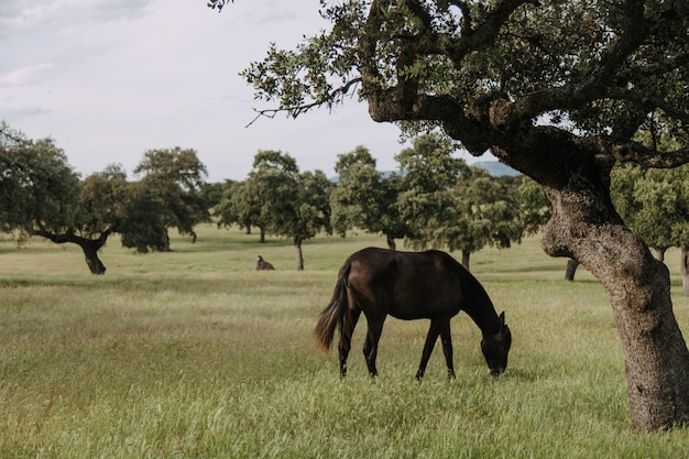 cavallo al pascolo in un prato con lecci