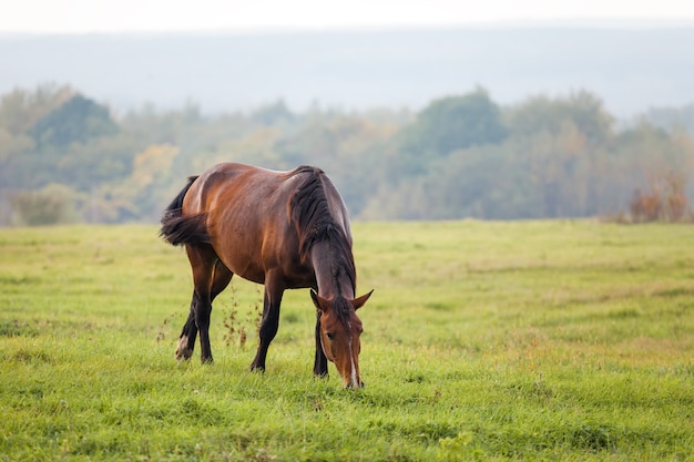 Cavallo al pascolo in un prato in autunno