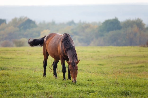 Cavallo al pascolo in un prato in autunno