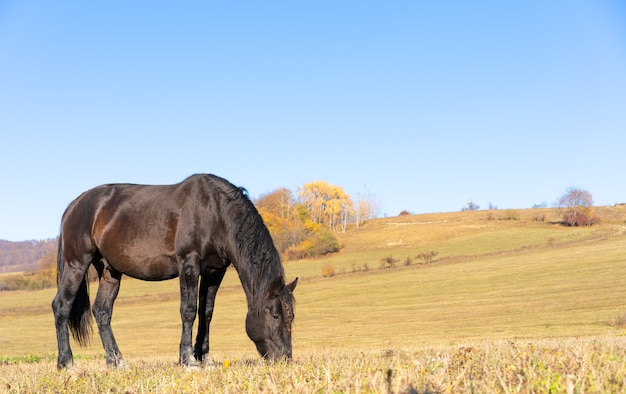 Cavallo al pascolo nel campo