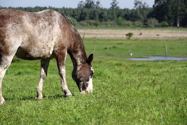 cavallo al pascolo nel prato