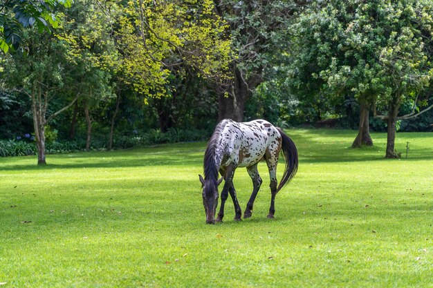 Cavallo al pascolo sull'erba verde nel giardino tropicale. Tanzania, Africa orientale