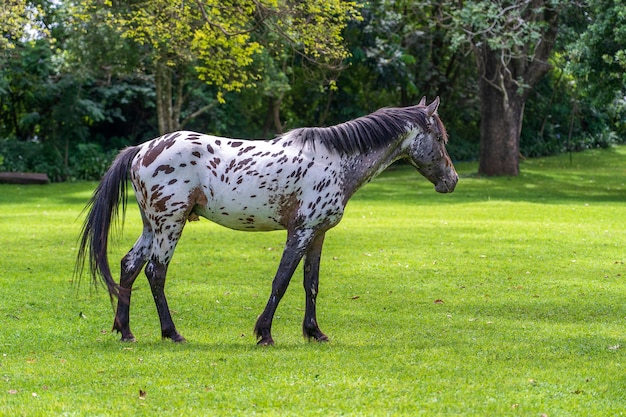 Cavallo al pascolo sull'erba verde nel giardino tropicale. Tanzania, Africa orientale