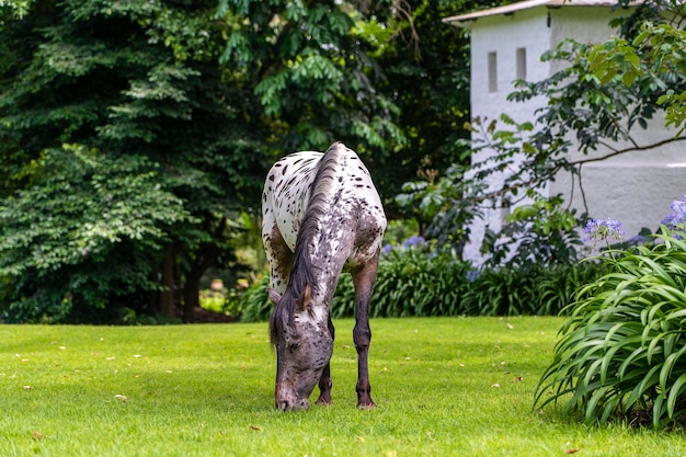 Cavallo al pascolo sull'erba verde nel giardino tropicale Tanzania Africa