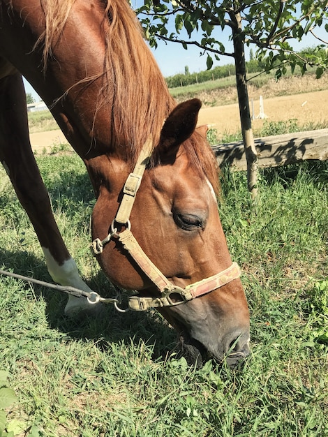 Cavallo al pascolo