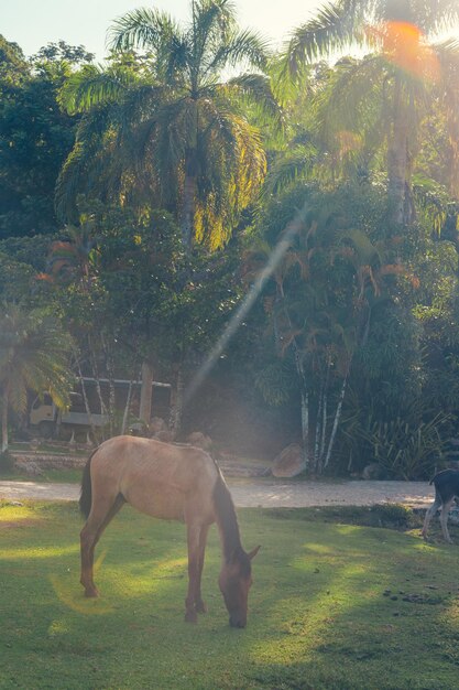 Cavallo al tramonto che mangia