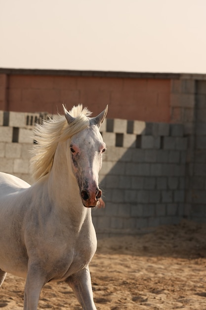 cavallo arabo bianco