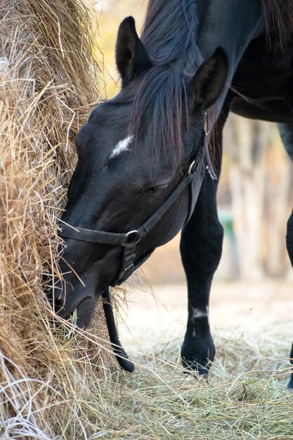 Cavallo baio che mangia fieno