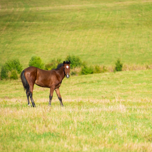 Cavallo baio scuro in un prato con erba verde