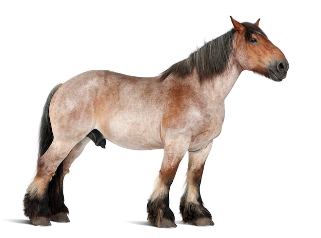 Cavallo belga, Cavallo pesante belga, Brabancon, una razza di cavallo da tiro, 16 anni, in piedi su bianco isolato