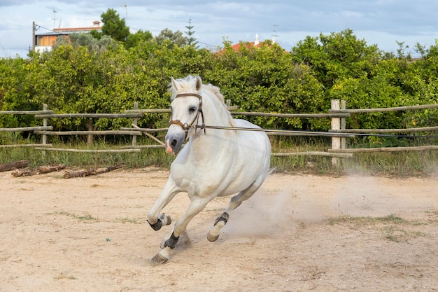 Cavallo bianco al guinzaglio che galoppia attorno a un'arena di equitazione di sabbia tavira portogallo