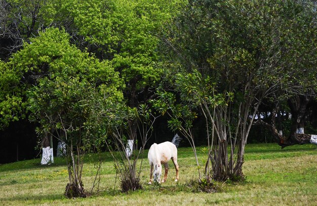 Cavallo bianco al pascolo da solo