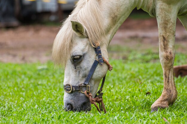 Cavallo bianco che mangia erba nel parco pubblico