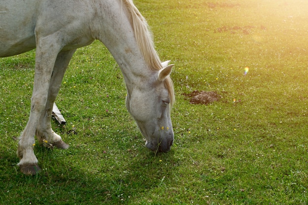 cavallo bianco che pasce nel prato nella montagna