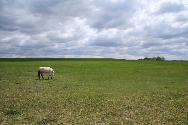 Cavallo bianco che pascola sul prato