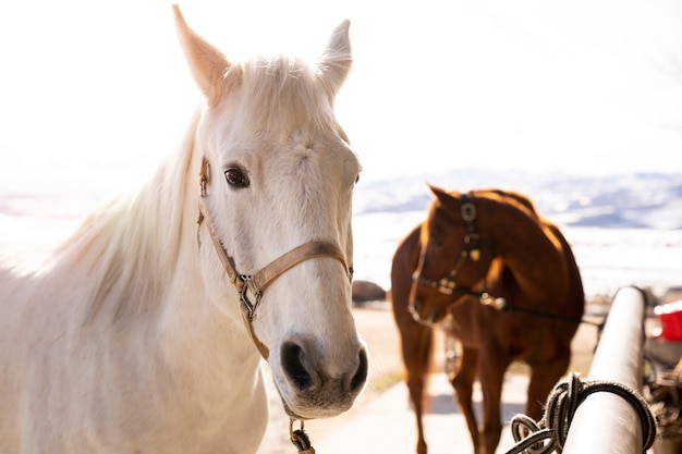 Cavallo bianco e cavallo marrone