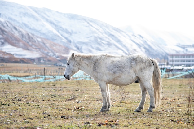 Cavallo bianco e montagna della neve