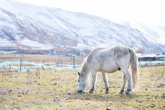 Cavallo bianco e montagna della neve