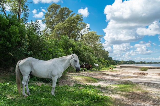 Cavallo bianco in spiaggia