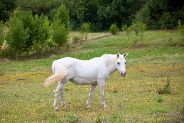 Cavallo bianco in un campo verde d'erba