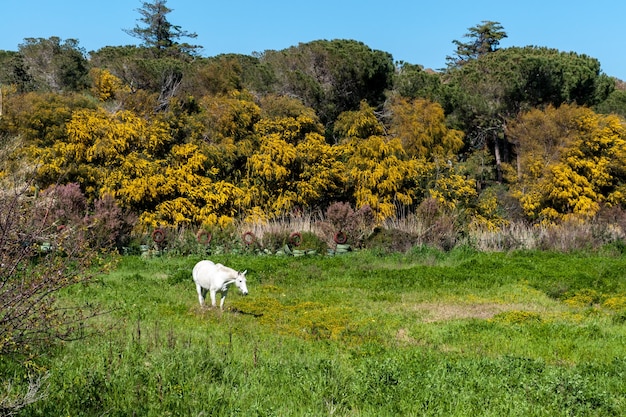 Cavallo bianco in un prato