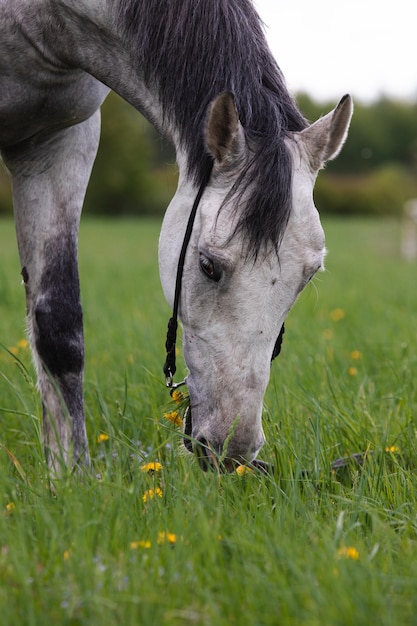 cavallo bianco nel campo che mangia erba