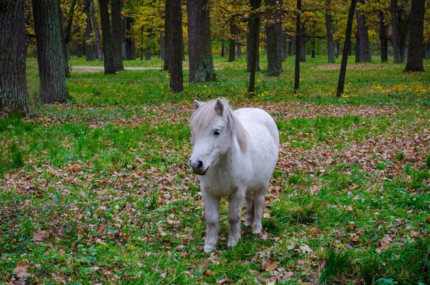 cavallo bianco nel campo