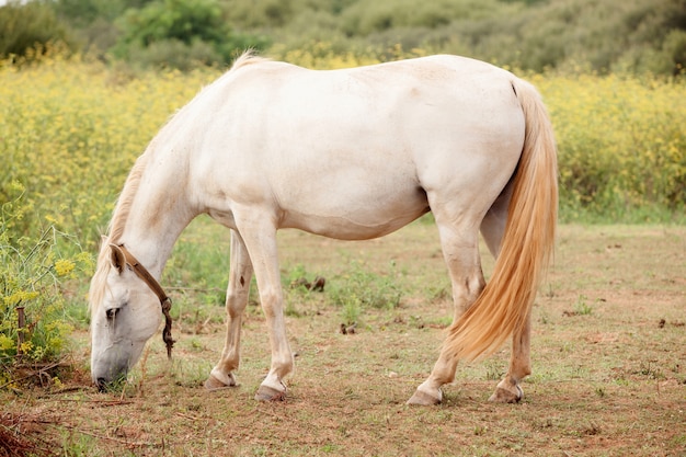 Cavallo bianco nel prato che pasce