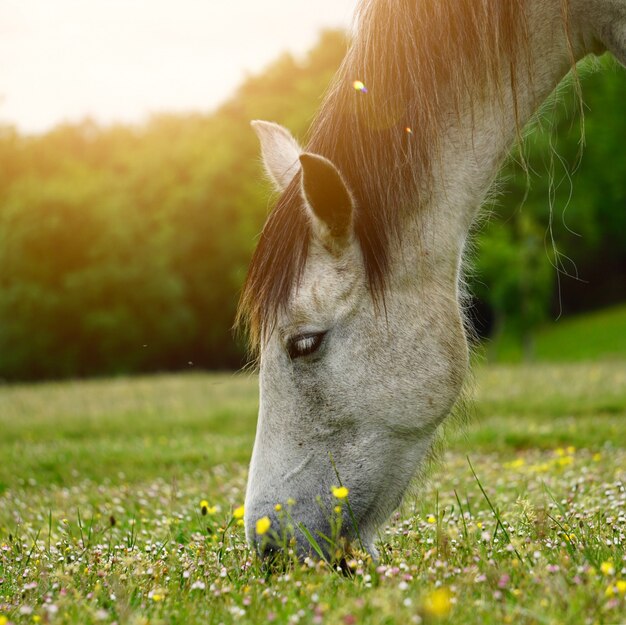 Cavallo bianco nel prato nella natura