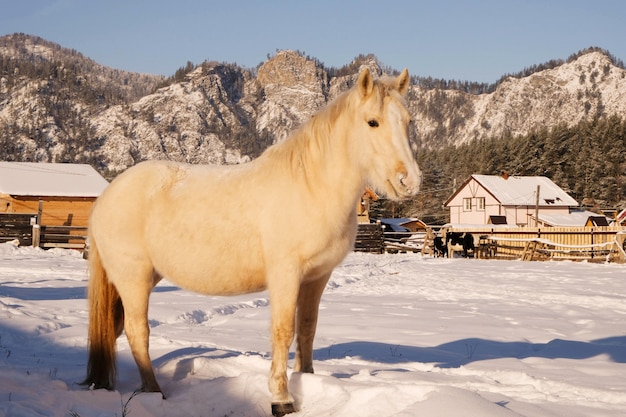 Cavallo bianco nella stalla