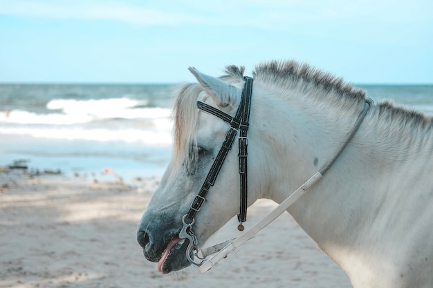 Cavallo bianco per servizio turistico alla spiaggia di Hua Hin, Prachuap Khiri Khan, Tailandia.